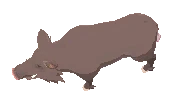Female Scrofa