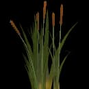 Bullrushes