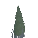 Planted Cypress Sapling