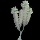 Fully Grown Dendro Tree