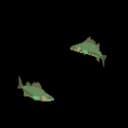 Chummed Ocean Fish School