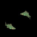 Frenzied School Of Wavecrest Eels