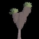 Giant Groundsel Plant