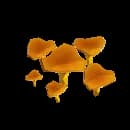 Chanterelles