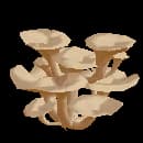 Oyster Mushrooms
