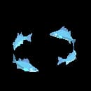 School Of Coralcrest Darter