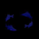 School Of Hexfin Perch