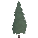 Mature Spruce Tree
