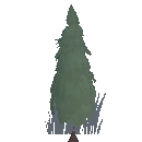 Spruce Sapling