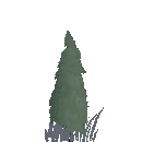 Planted Willow Sapling